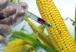 geneticky modifikovane plodiny