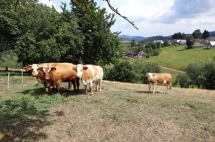 Dobytok